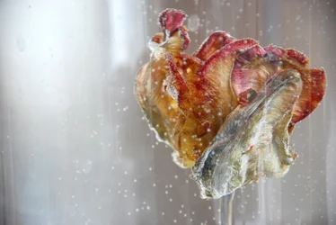 Wassertulpe 1, Fotografie